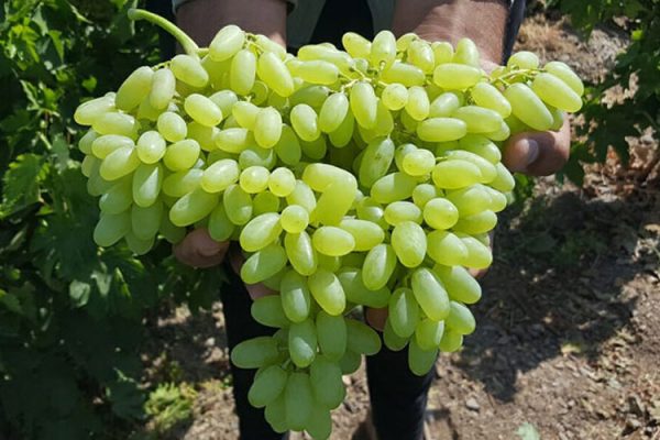 تولید نهال انگور ریش بابا