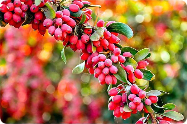 نهال زرشک بیدانه پفکی