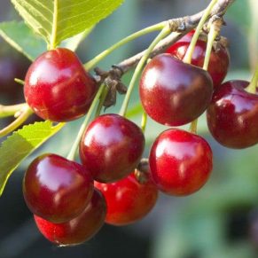 نگه داری از نهال آلبالو پیش رس