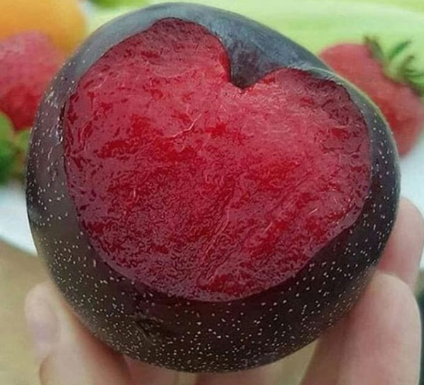 خرید نهال آلو آنجلا