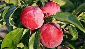 خرید نهال آلو توسرخ