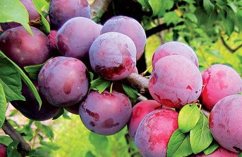 نهال آلو میروبالان
