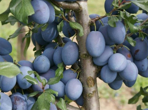 نهال الو کهربا