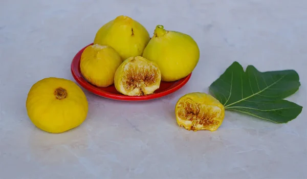 نهال انجیر  عسلی