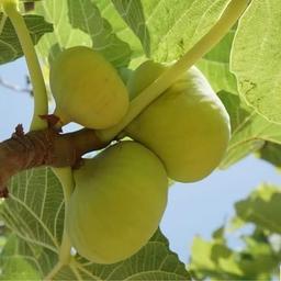 نگه داری از نهال انجیر عسلی