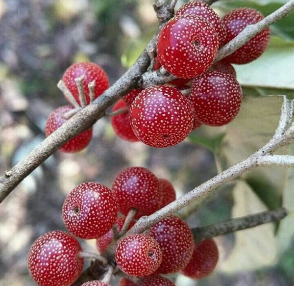 نهال انگور ژاپنی