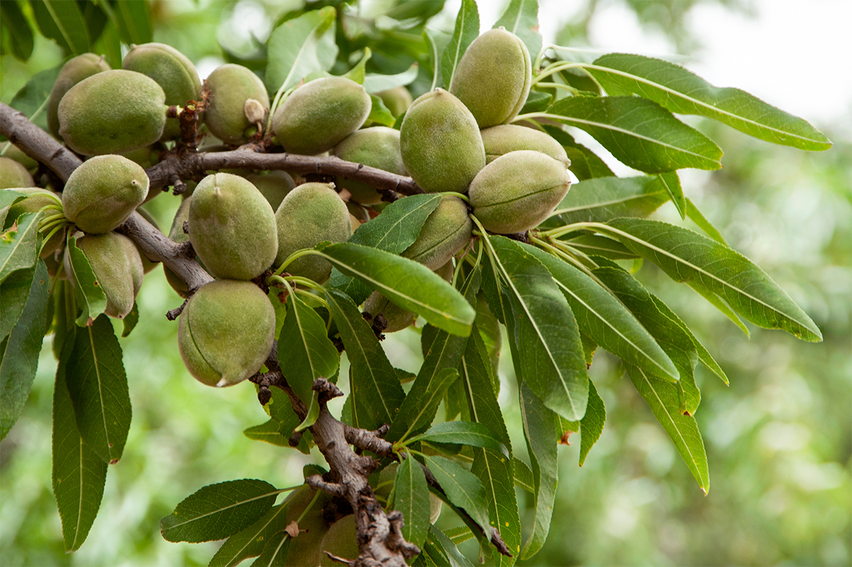 خرید نهال بادام منقا برای مناطق سردسیر