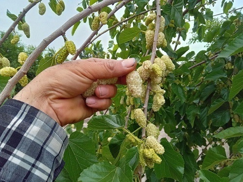 نهال توت پیوندی