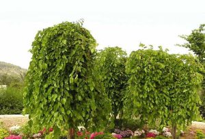 خرید نهال توت چتری