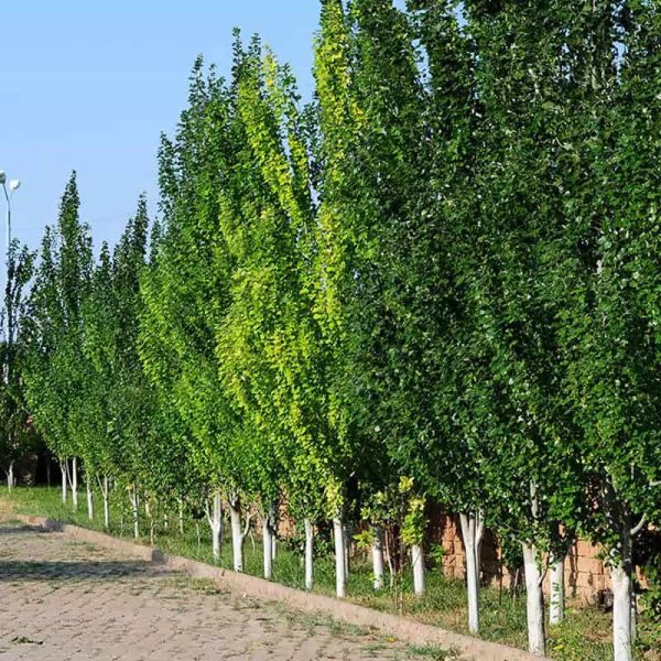 نهال صنوبر یکساله نیگرا