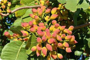 نگه داری از نهال پسته اکبری