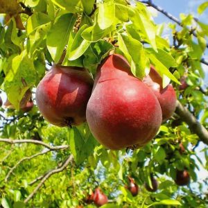 نگه داری از نهال گلابی انجو قرمز