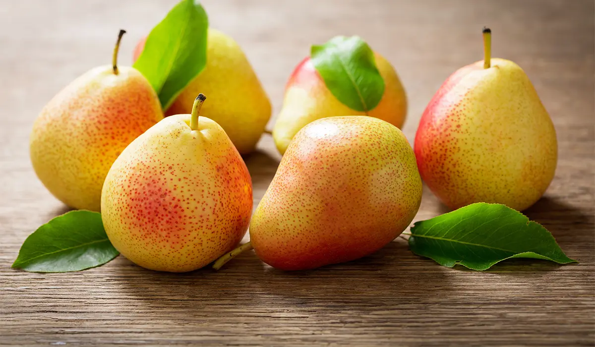 فروش نهال گلابی بارتلت 