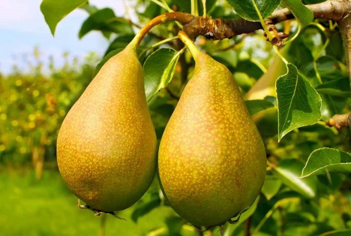 نهال گلابی دم کج
