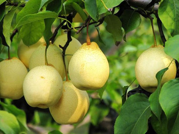 خرید نهال گلابی شینگو