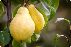 خرید نهال گلابی فورل
