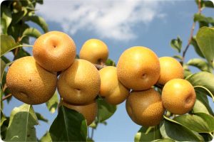 نهال گلابی پرتقالی ناشی
