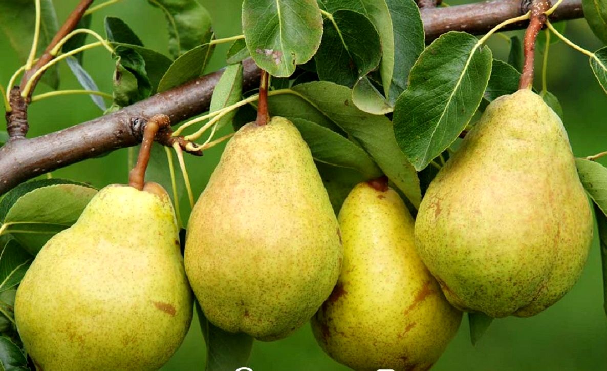 نهال گلابی کروز