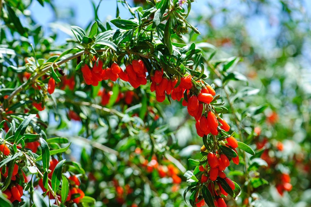 خرید نهال گوجه بری