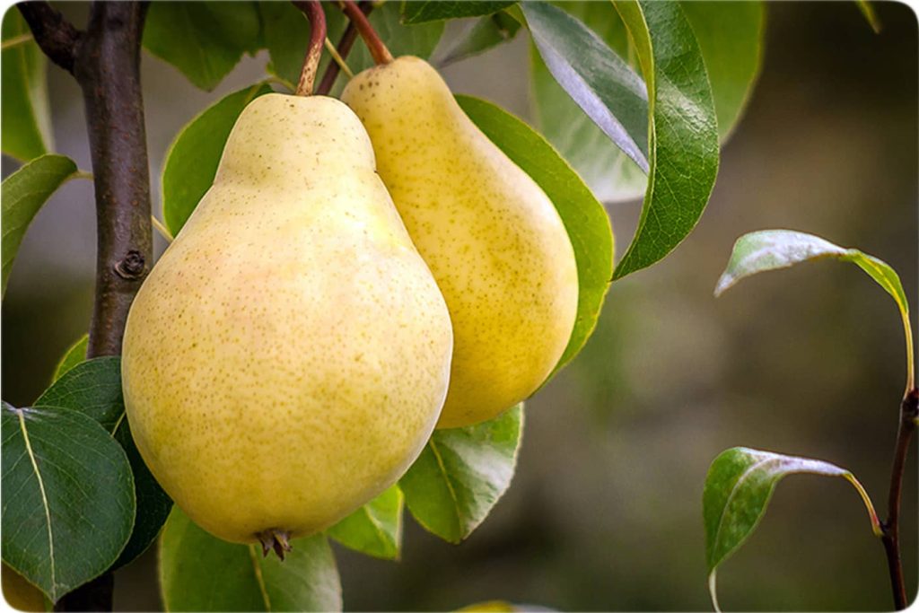 خرید نهال گلابی بیروتی