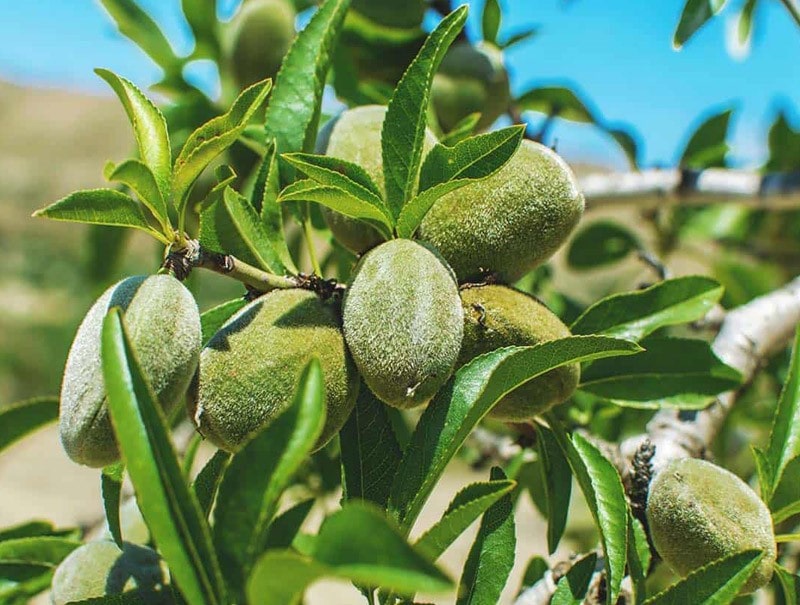 نهال بادام سنگی