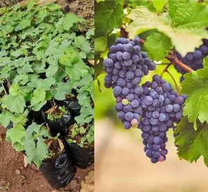 فروش آنلاین نهال انگور سلطانی