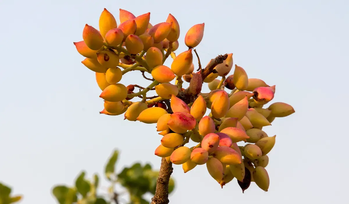 پسته پایه یو سی بی وان