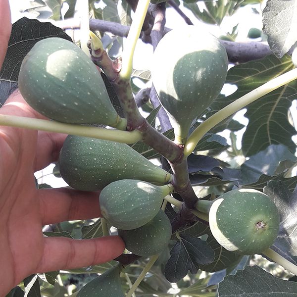 تولید نهال انجیر سه فصل