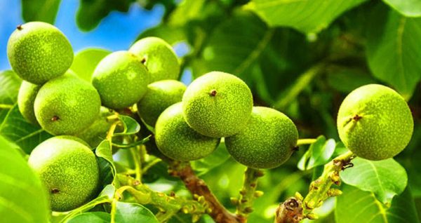 خرید نهال گردو هاروارد