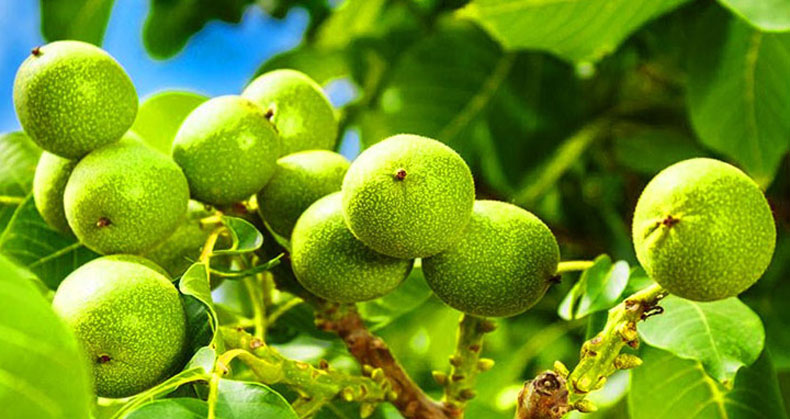 خرید نهال گردو هاروارد