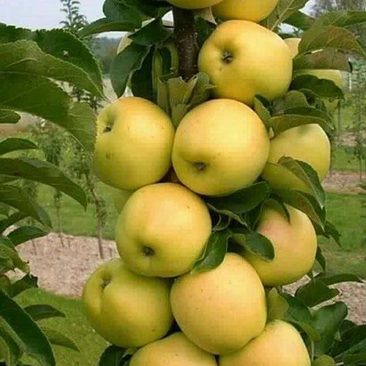 خرید نهال سیب گلدن دلیشز