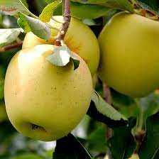 خرید نهال گلدن دلیشز