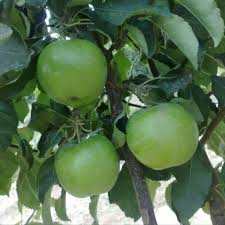 نهال سیب فرانسه