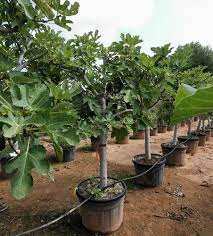 خرید مطمئن نهال 