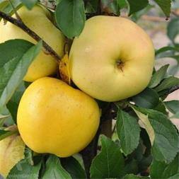 خرید نهال سیب فرانسه