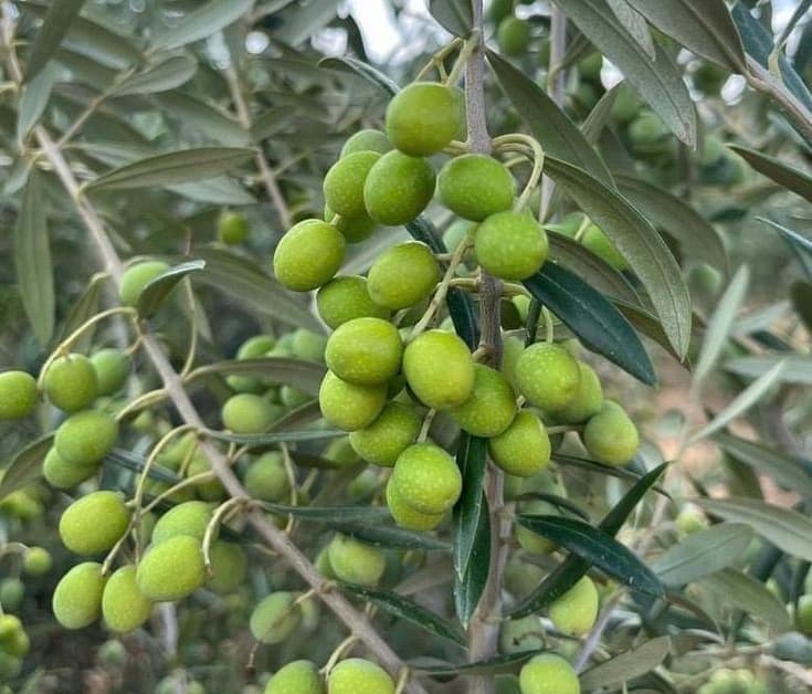 خرید نهال زیتون ترکیه