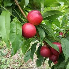 نهال شلیل سان کینگ