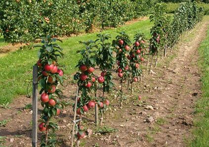 فاصله کاشت استاندارد نهال