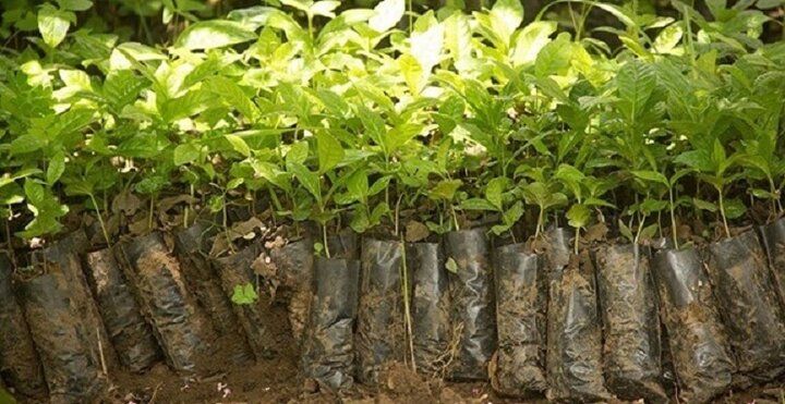 نهال گلدانی بخریم یا ریشه لخت