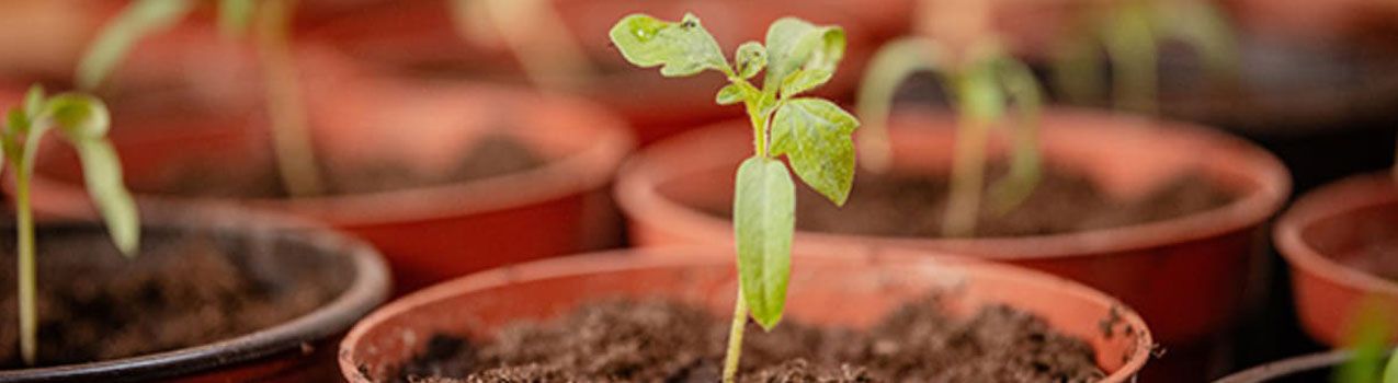 راهنمای کامل خرید نهال