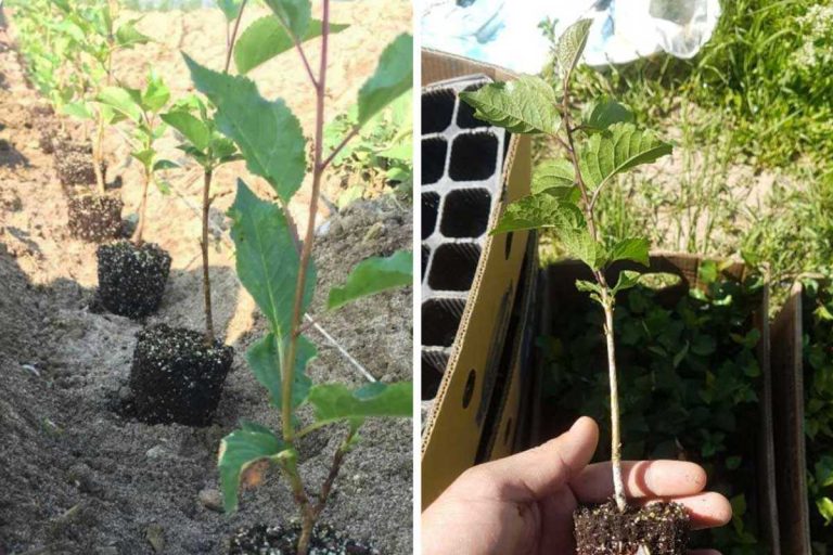 نهال پایه رویشی یا کشت بافت