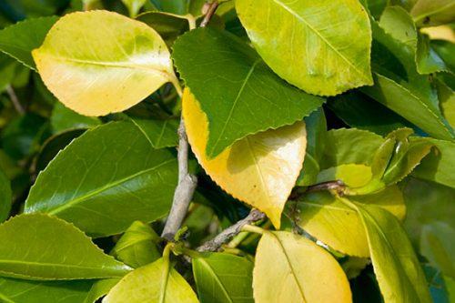 علت زرد شدن برگ درختان