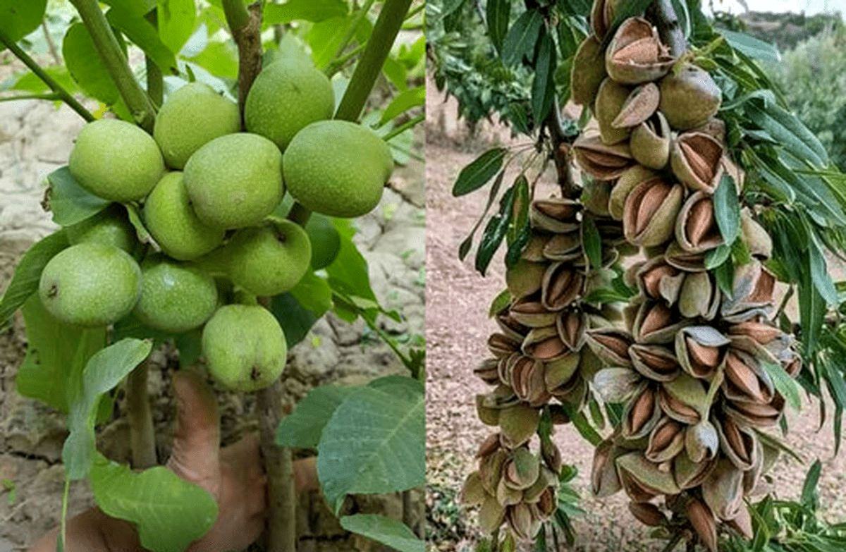 نهال های مناسب برای کاشت در مناطق سردسیر