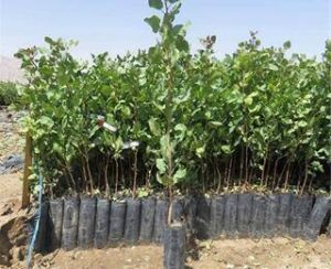 راهنمای کامل خرید نهال