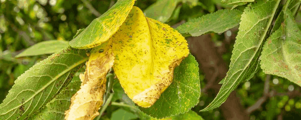 علت زرد شدن برگ درختان