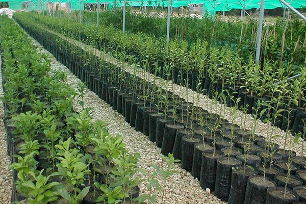 نهال گلدانی بخریم یا ریشه لخت