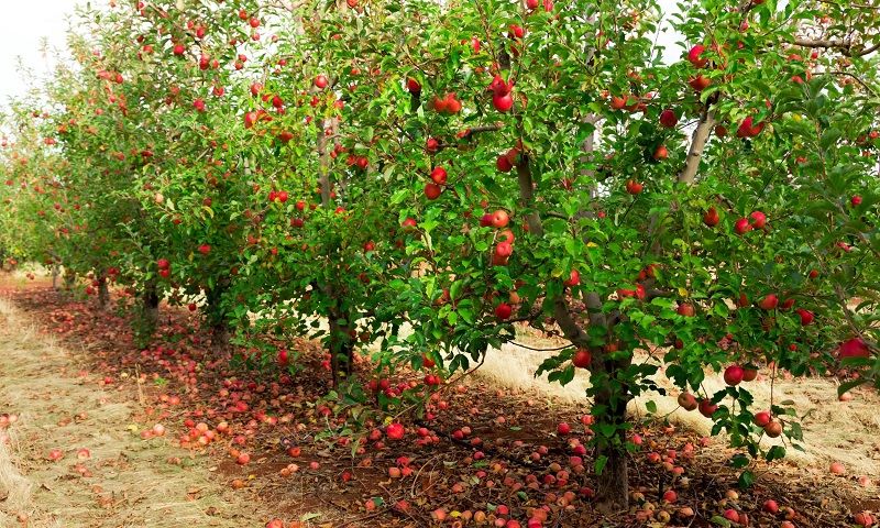 فصل مناسب کاشت هر نهال میوه