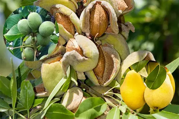 نهال های مناسب مناطق سردسیر