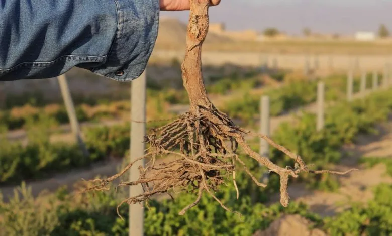 خرید نهال سالم برای باغداران