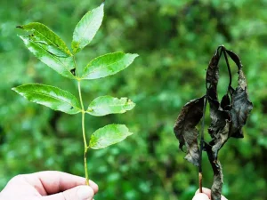 خرید نهال سالم